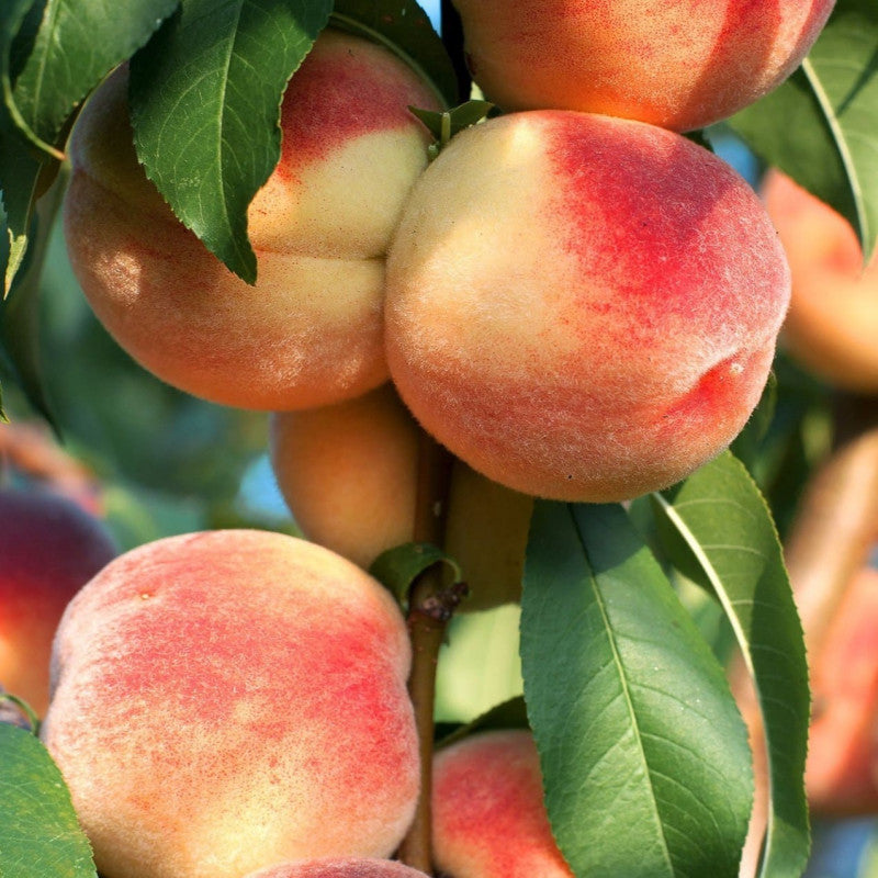 10 Peach Fruit Plants, Prunus Persica Plants
