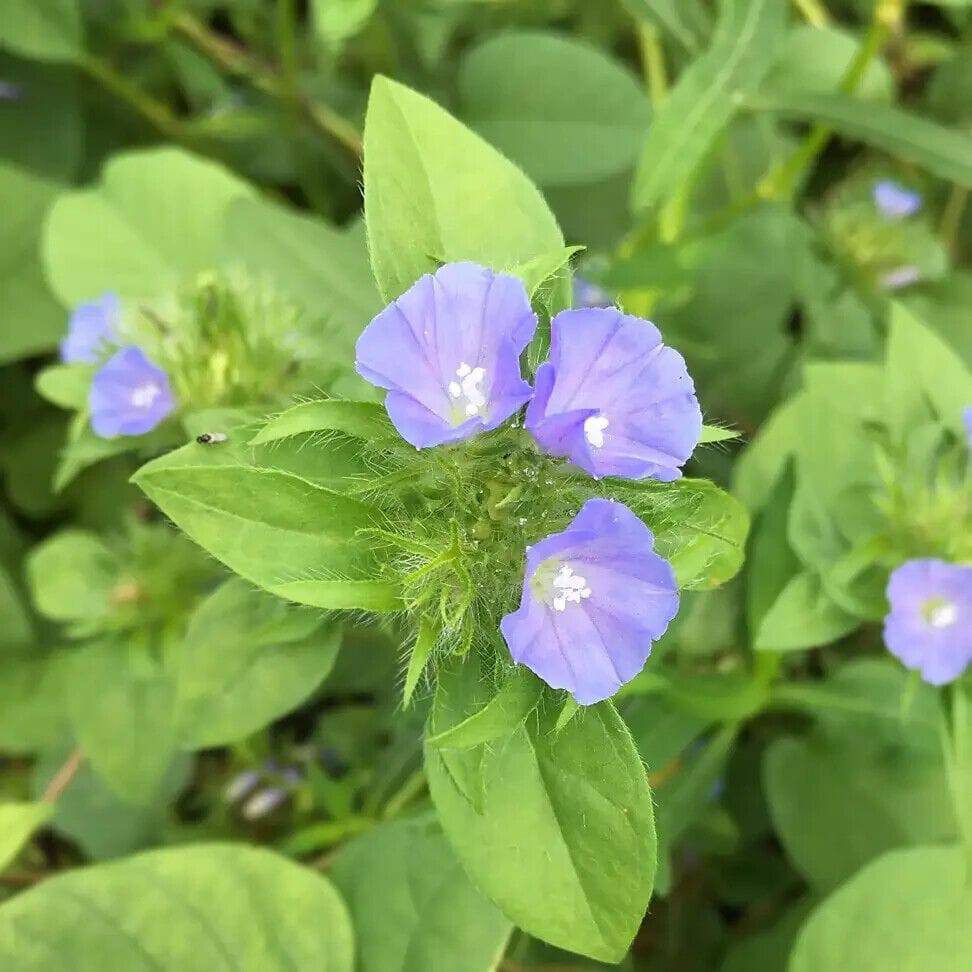 10 Jacquemontia tamnifolia Seeds,  Hairy cluster vine  Seeds, Exotic Vine Seeds - Seedsforgarden (1999-2024 ) .We Ship Seeds & Live Plants Worldwide 