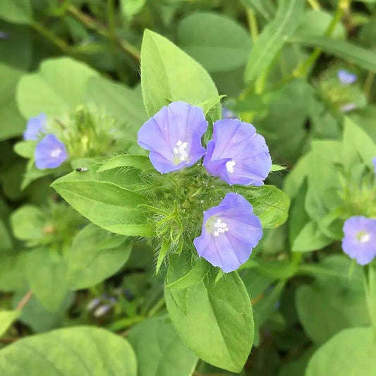 10 Jacquemontia tamnifolia Seeds,  Hairy cluster vine  Seeds, Exotic Vine Seeds - Seedsforgarden (1999-2024 ) .We Ship Seeds & Live Plants Worldwide 