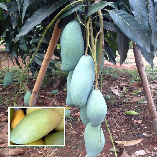 3 Thailand Q Jai Mango Plants  ( Grafted ) , With Phytosanitary certificate - Botanika