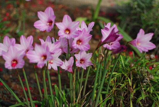 20 Pink rain lily Bulbs. Zephyranthes robusta .Pink fairy lily ,Rain lily Bulbs - Seedsforgarden (1999-2024 ) .We Ship Seeds & Live Plants Worldwide 