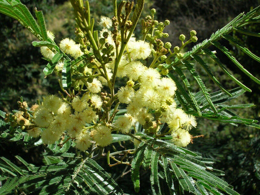 100 Acacia mearnsii Seeds, Black Wattle Tree Seeds, Nitrogen Fixing  Tree Seeds - Seedsforgarden (1999-2024 ) .We Ship Seeds & Live Plants Worldwide 