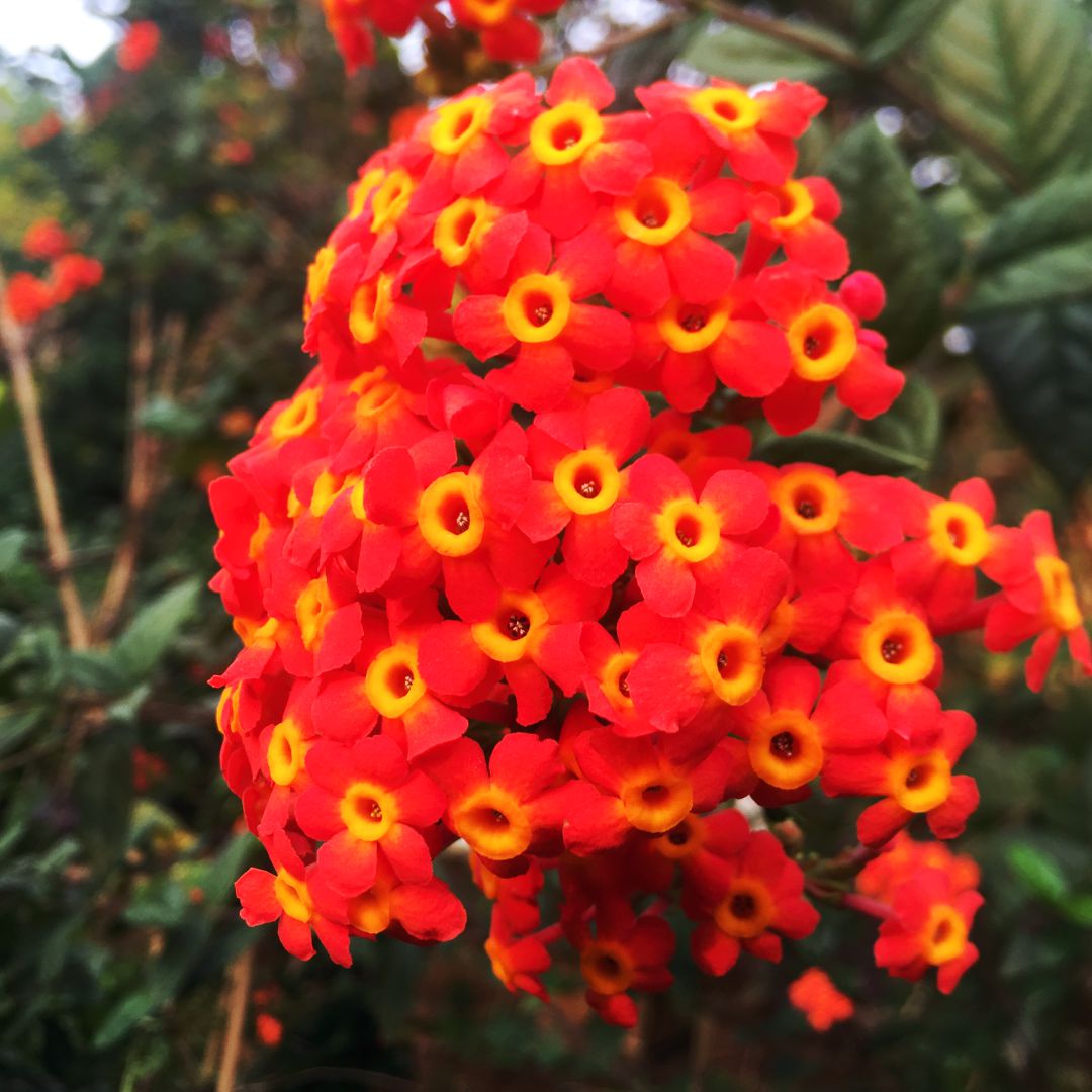 10 Red Panama Rose Plants,  Rondeletia strigosa Plants,  With Phytosanitary certificate