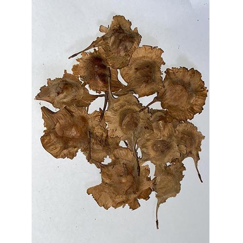 1 kg Red Sandalwood Tree Seeds ( Pterocarpus santalinus Seeds) –  With Phytosanitary Certificate