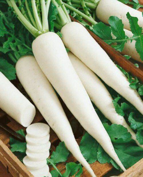 100 White Long Radish Seeds, Non-Hybrid, Daikan radish, Non-GMO, Radish Seed - Seedsforgarden (1999-2024 ) .We Ship Seeds & Live Plants Worldwide 
