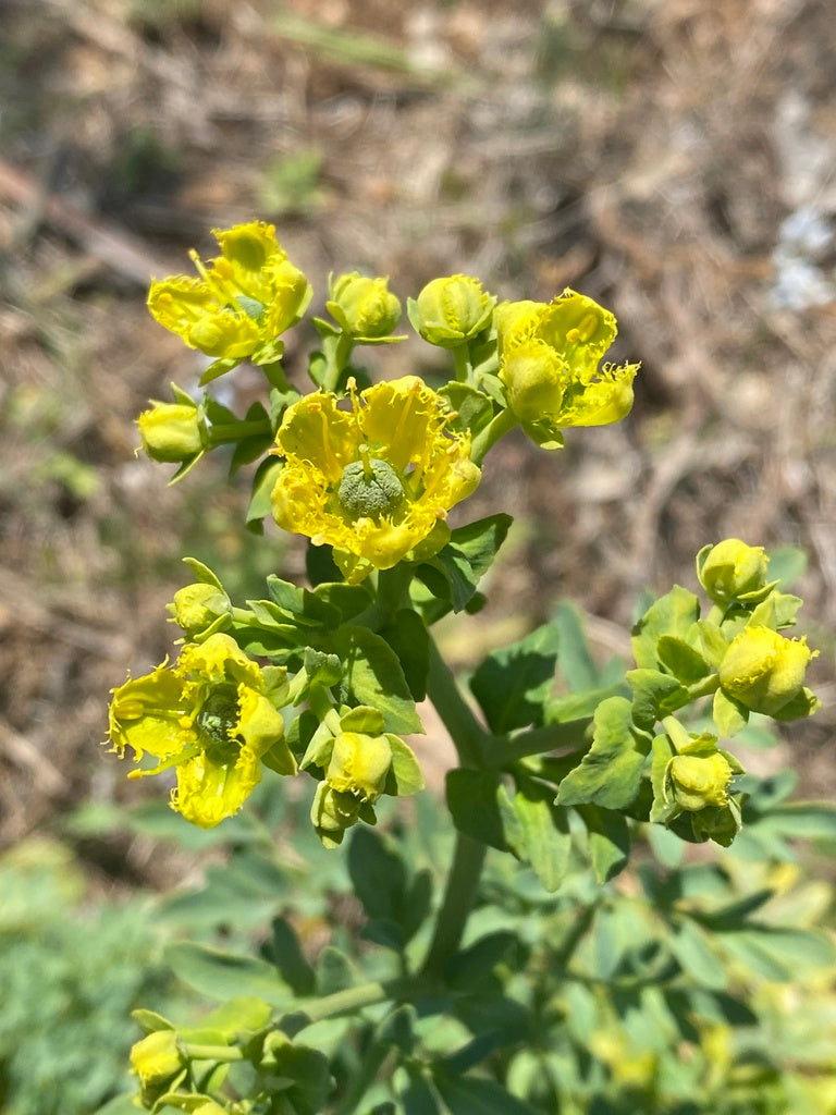 20 Ruta chalepensis Seeds, Fringed rue Seeds