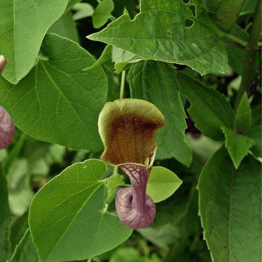 20 Aristolochia argentina Seeds, Dutchman Pipe Seeds, Charruga Seeds - Seedsforgarden (1999-2024 ) .We Ship Seeds & Live Plants Worldwide 