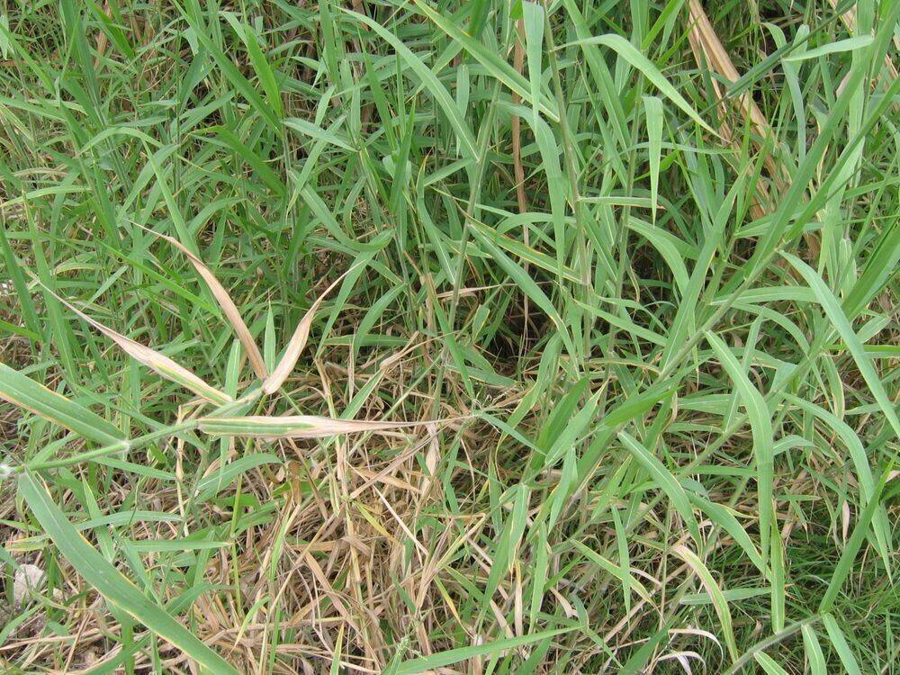 1000 Brachiaria mutica Seeds, Para grass Seeds,Buffalo grass Seeds, Bulk Available - Seedsforgarden (1999-2024 ) .We Ship Seeds & Live Plants Worldwide 