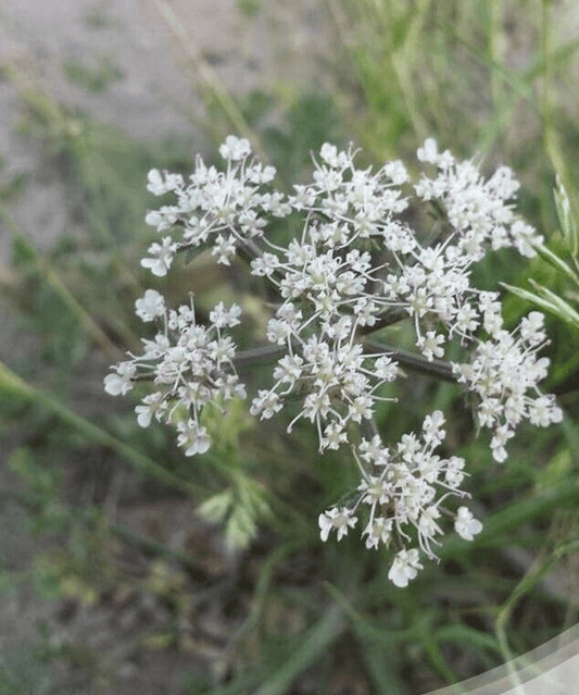 5 Anisosciadium lanatum  Seeds, Exotic Flowering Shrub Seeds, Rare Seeds - Seedsforgarden (1999-2024 ) .We Ship Seeds & Live Plants Worldwide 