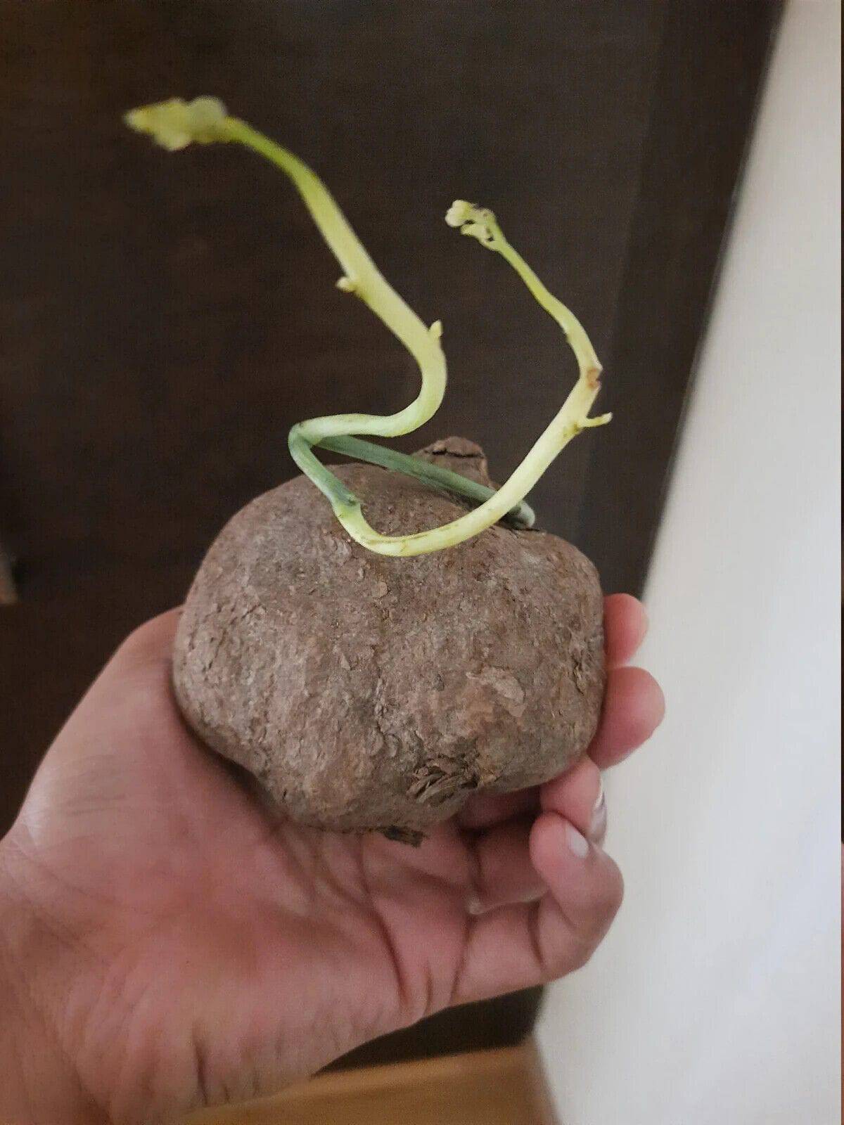 1 Large Stephania Rotundifolia bulb ,Mountain Turtle Bulb,Stephania Venosa Bulb, - Seedsforgarden (1999-2024 ) .We Ship Seeds & Live Plants Worldwide 