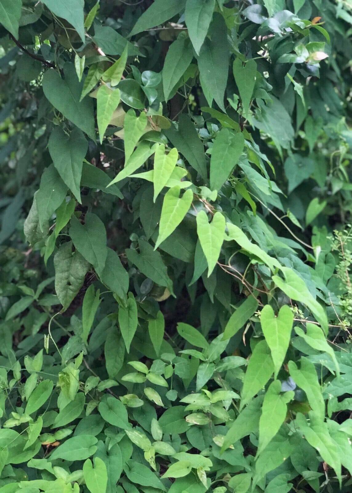 50 Polygonum Multiflorum Seeds ,Fo-ti Seeds,  Ho Shou Wu Seeds, - Seedsforgarden (1999-2024 ) .We Ship Seeds & Live Plants Worldwide 