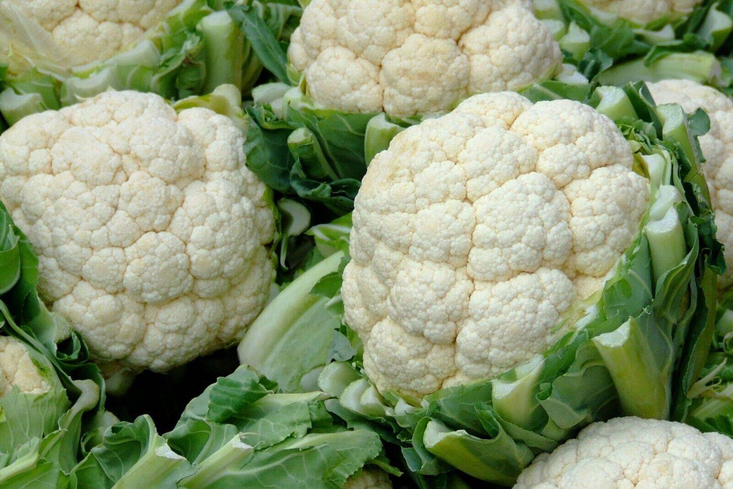 100 Cauliflower Seeds , Non-Hybrid, Open Pollinated Seeds,  Vegetable Seeds, - Seedsforgarden (1999-2024 ) .We Ship Seeds & Live Plants Worldwide 
