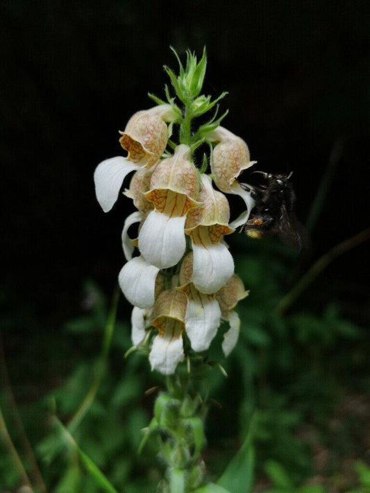 500 Digitalis lanata Seeds ,Grecian foxglove Seeds, Perennial Flower Seeds - Seedsforgarden (1999-2024 ) .We Ship Seeds & Live Plants Worldwide 