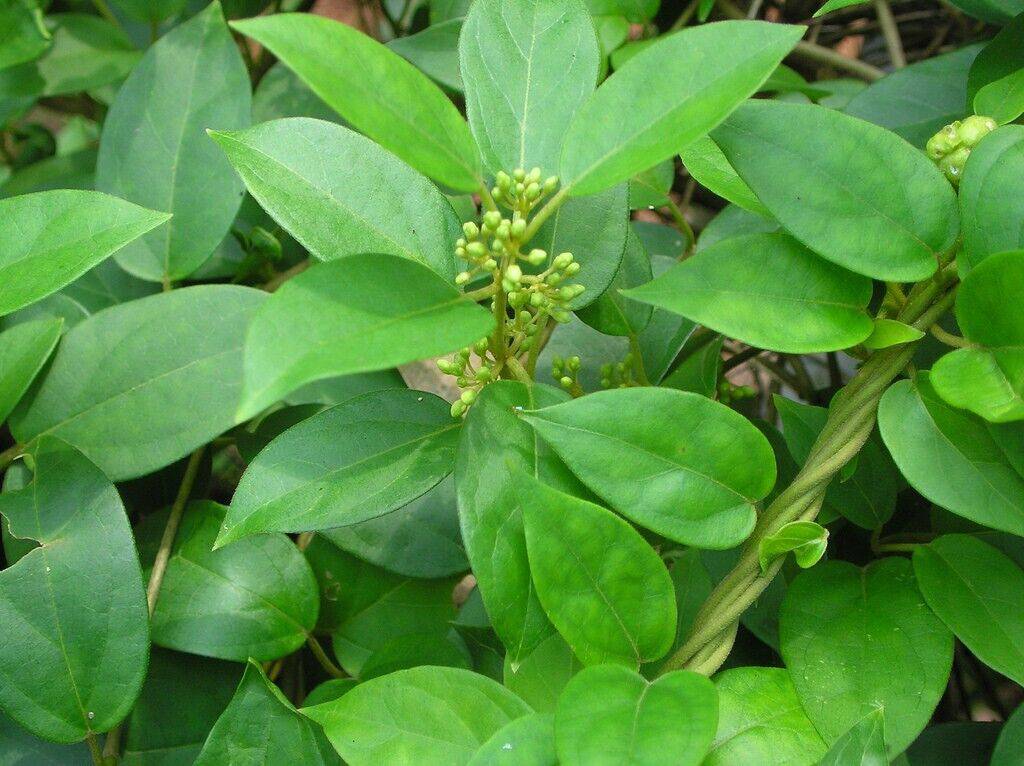 15 Gymnema sylvestre Seeds,Gymnema Seeds, Australian cowplant, Periploca Seeds,10 - Seedsforgarden (1999-2024 ) .We Ship Seeds & Live Plants Worldwide 