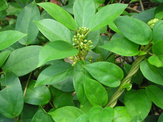 15 Gymnema sylvestre Seeds,Gymnema Seeds, Australian cowplant, Periploca Seeds,10 - Seedsforgarden (1999-2024 ) .We Ship Seeds & Live Plants Worldwide 