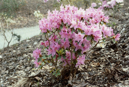 50 Rhododendron amesiae Seeds, Rhododendron Seeds. Exotic  Flowering  Shrub - Seedsforgarden (1999-2024 ) .We Ship Seeds & Live Plants Worldwide 