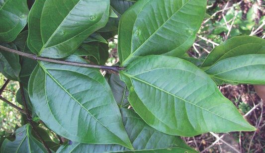 20  Strychnos Potatorum Seeds. Cleaning Nuts Seeds, Indian Gum Nuts. - Seedsforgarden (1999-2024 ) .We Ship Seeds & Live Plants Worldwide 