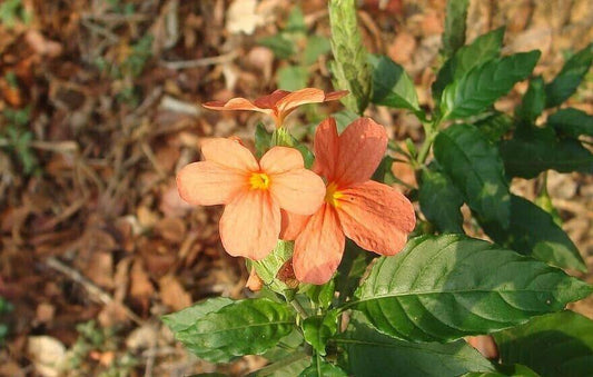 50 Crossandra infundibuliformis Seeds . Firecracker Plant Seeds ,Firecracker Flower Seeds - Seedsforgarden (1999-2024 ) .We Ship Seeds & Live Plants Worldwide 