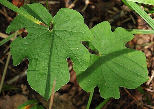 25 Dioscorea nipponica Seeds, Makino Plant Seeds - Seedsforgarden (1999-2024 ) .We Ship Seeds & Live Plants Worldwide 