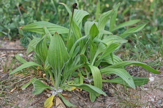 500 + Plantago lanceolata Seeds, Plantain Seeds , Ribwort plantain Seeds - Seedsforgarden (1999-2024 ) .We Ship Seeds & Live Plants Worldwide 