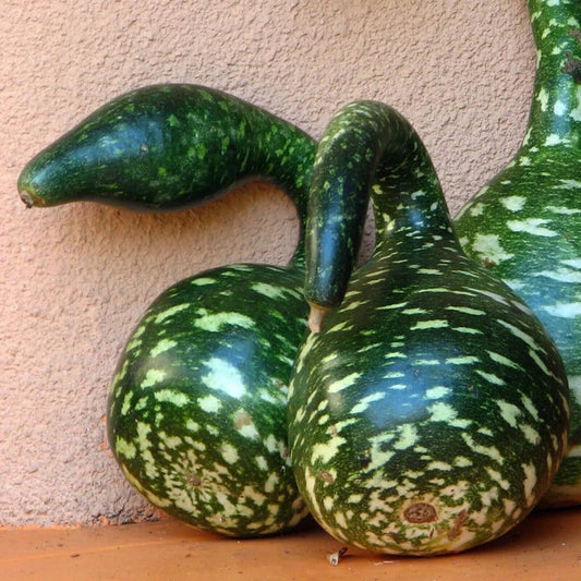 5 Peacock neck Bottle Gourd, Lagenaria Siceraria , Exotic Bottle Gourd Seeds - Seedsforgarden (1999-2024 ) .We Ship Seeds & Live Plants Worldwide 