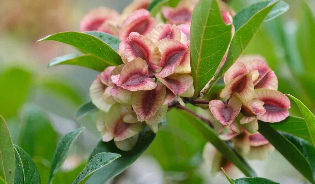 5 Live Dodonaea viscosa Plants ,  Hop Bush, Broad Leaf Hop Bush, With Phytosanitary certificate - Seedsforgarden (1999-2024 ) .We Ship Seeds & Live Plants Worldwide 