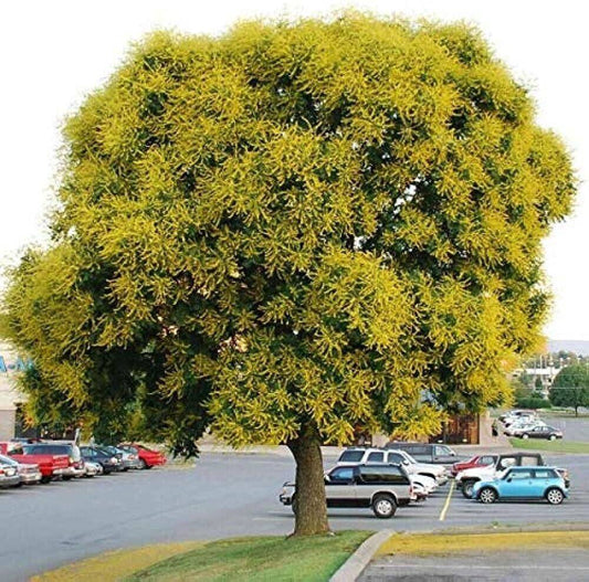 5 Koelreuteria paniculata Plants  , Golden rain tree Plants, With Phytosanitary certificate - Seedsforgarden (1999-2024 ) .We Ship Seeds & Live Plants Worldwide 
