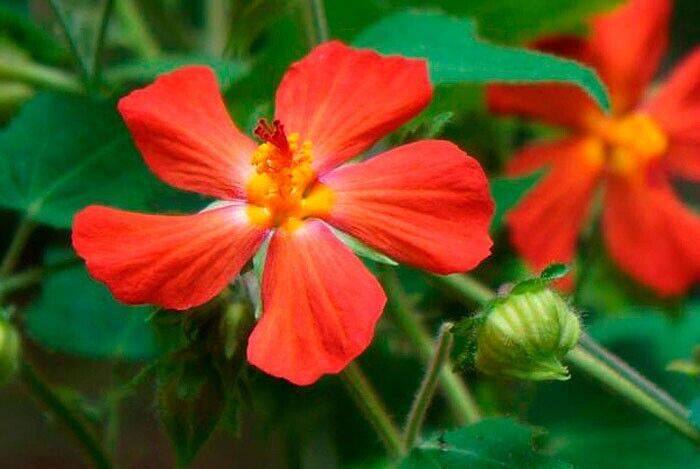 5 Pavonia missionum Seeds, Red Mallow Seeds,  Pavonia  Red Flower Seeds - Seedsforgarden (1999-2024 ) .We Ship Seeds & Live Plants Worldwide 