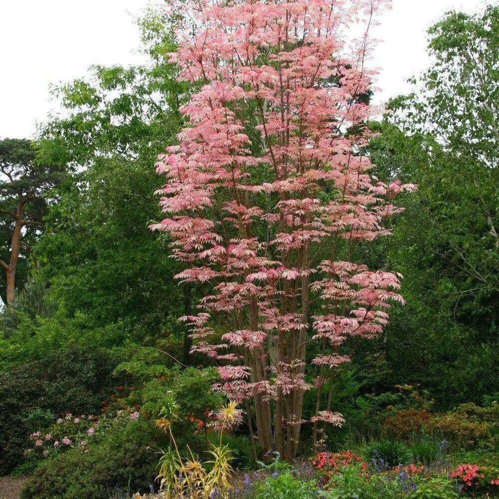 50 Toona sinensis Seeds, Toona sinensis Seeds ,Chinese mahogany Seeds ,Red toon - Seedsforgarden (1999-2024 ) .We Ship Seeds & Live Plants Worldwide 