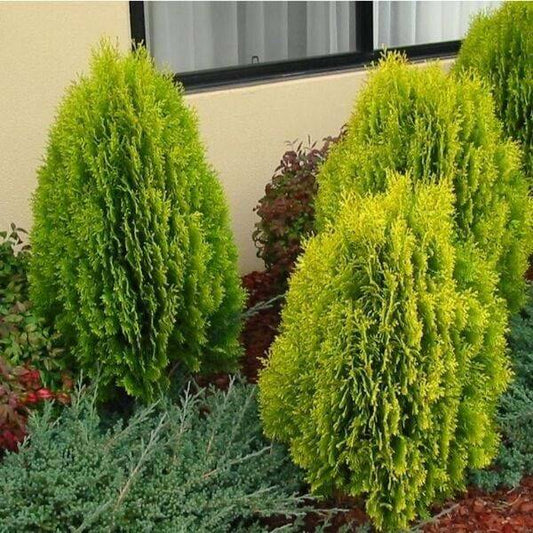 50 Thuja orientalis Seeds. Oriental Arborvitae Seeds, Oriental Thuja Seeds - Seedsforgarden (1999-2024 ) .We Ship Seeds & Live Plants Worldwide 