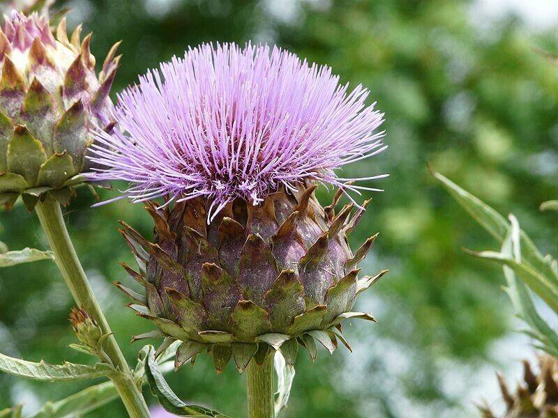 50 Cynara Scolymus Seeds, Artichoke Seeds, Globe artichoke Seeds - Seedsforgarden (1999-2024 ) .We Ship Seeds & Live Plants Worldwide 