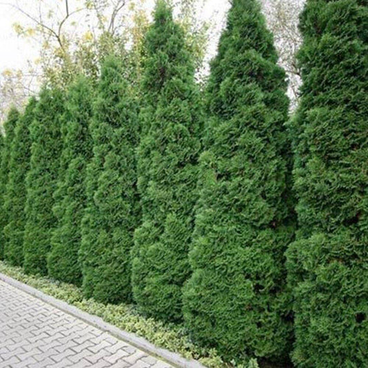 50 Thuja compacta Seeds, Ornamental Tree Seeds, Thuja Seeds - Seedsforgarden (1999-2024 ) .We Ship Seeds & Live Plants Worldwide 