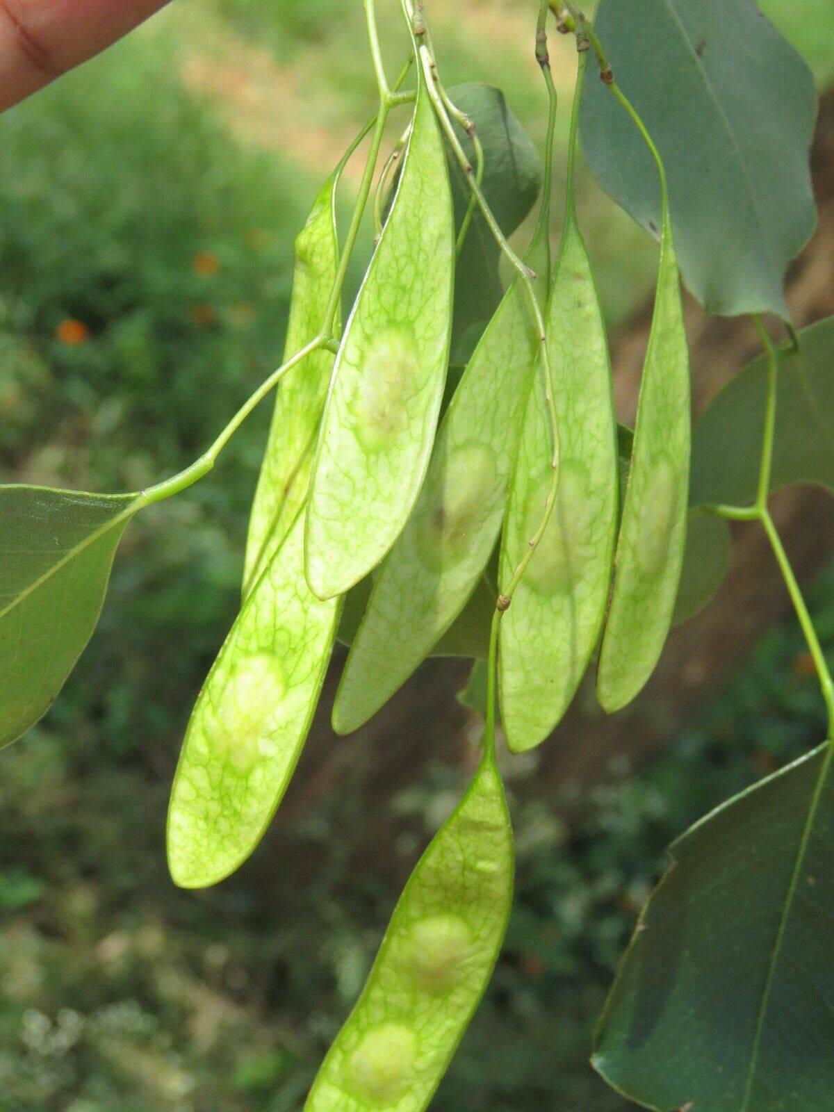 50 Dalbergia sissoo Seeds , Indian rosewood, Shisham Seeds  .Indian rosewood Seeds , - Seedsforgarden (1999-2024 ) .We Ship Seeds & Live Plants Worldwide 