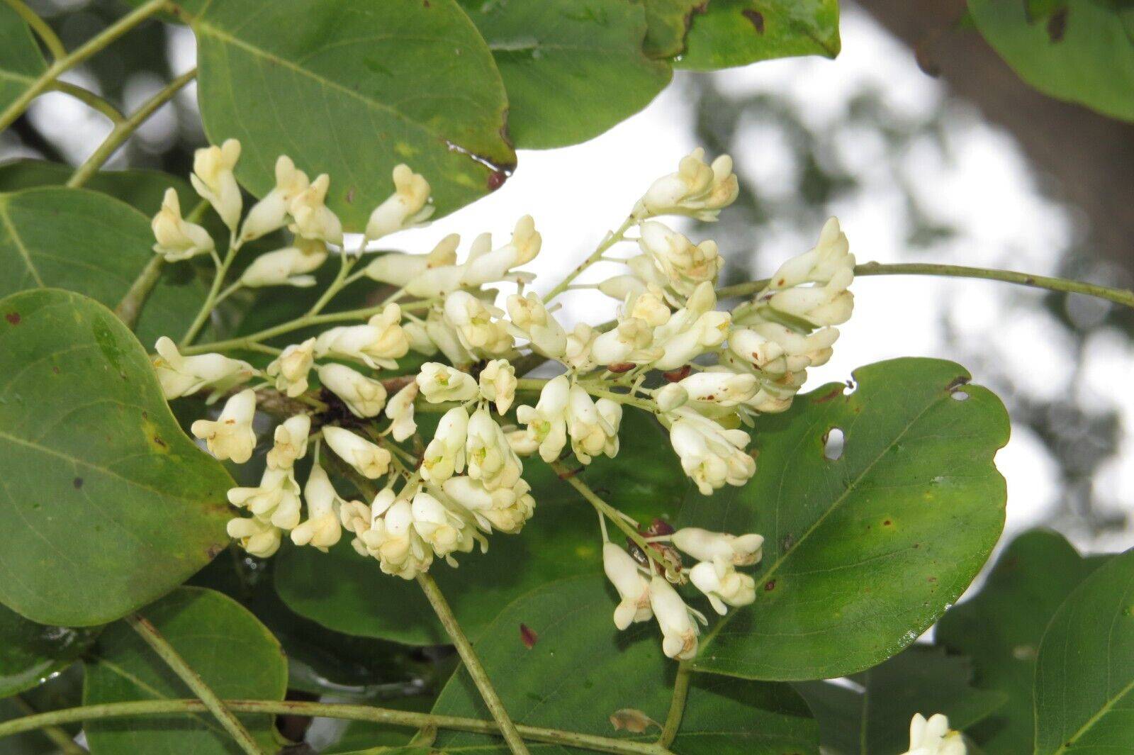 5  Live Dalbergia latifolia Plants, Black rosewood Plants ,Roseta rosewood Plants With Phytosanitary certificate - Seedsforgarden (1999-2024 ) .We Ship Seeds & Live Plants Worldwide 