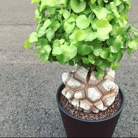 5 Dioscorea elephantipes Seeds , the Turtle Shell, Exotic Succulent, Rare Caudex Seeds - Seedsforgarden (1999-2024 ) .We Ship Seeds & Live Plants Worldwide 