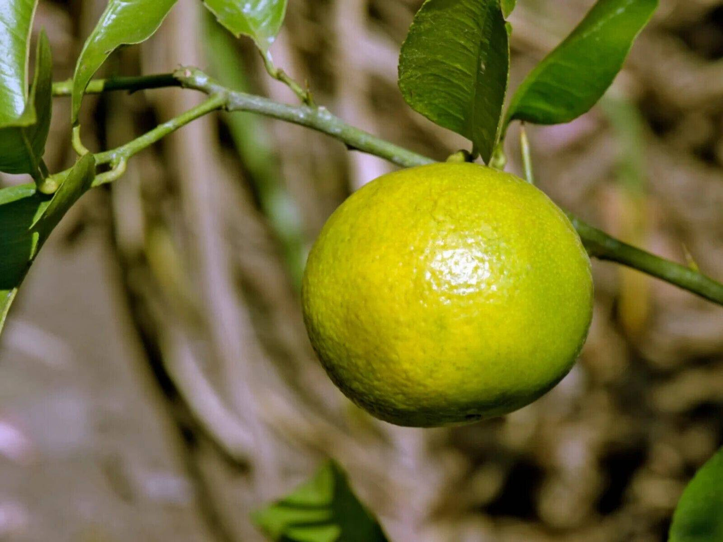 5 Citrus limettioides Plants , Indian sweet lime Plants, With Phytosanitary certificate - Seedsforgarden (1999-2024 ) .We Ship Seeds & Live Plants Worldwide 