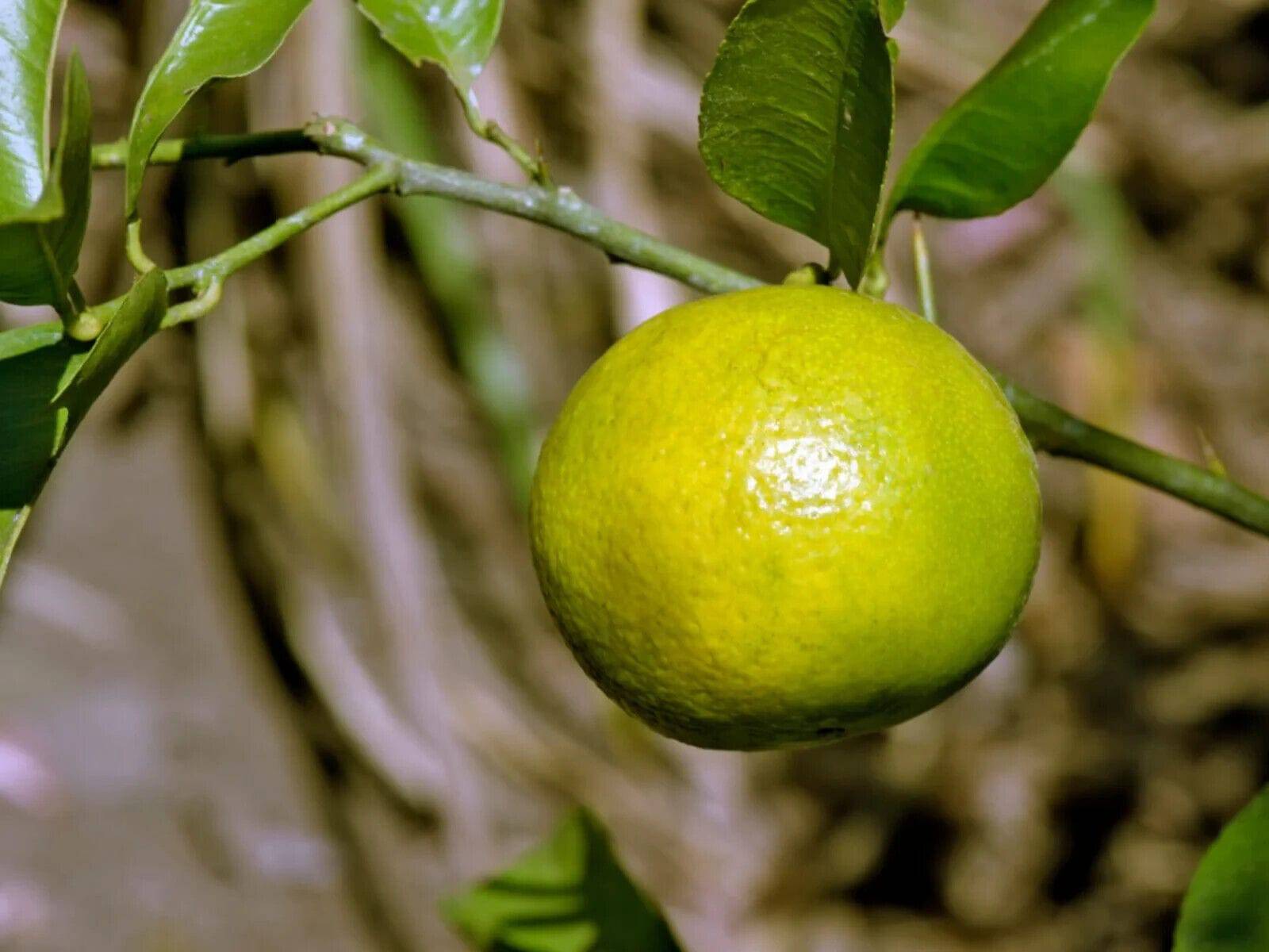 5 Citrus limettioides Plants , Indian sweet lime Plants, With Phytosanitary certificate - Seedsforgarden (1999-2024 ) .We Ship Seeds & Live Plants Worldwide 