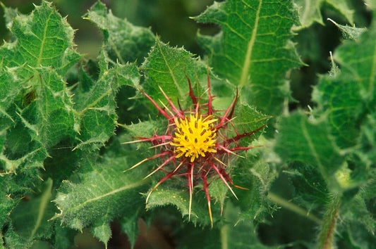 10 Cnicus benedictus Seeds, Blessed Thistle Seeds - Seedsforgarden (1999-2024 ) .We Ship Seeds & Live Plants Worldwide 