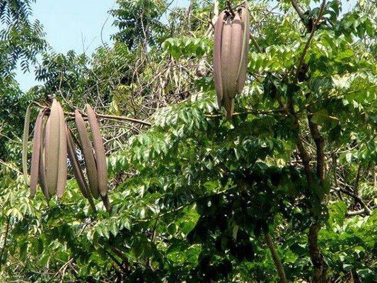 25 Oroxylum indicum Seeds ,Midnight horror Tree Seeds , Broken Bones Tree Seeds - Seedsforgarden (1999-2024 ) .We Ship Seeds & Live Plants Worldwide 