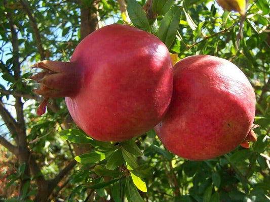 5 Punica granatum Plants ,Pomegranate Fruit Plants .Exotic Fruit Plants, With Phytosanitary certificate - Seedsforgarden (1999-2024 ) .We Ship Seeds & Live Plants Worldwide 