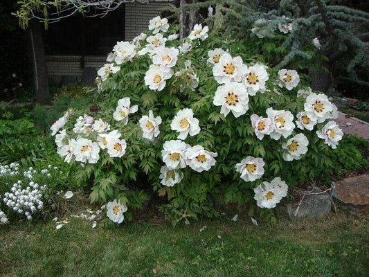 5 Paeonia Rockii  Seeds,  Tree peonies  Seeds - Seedsforgarden (1999-2024 ) .We Ship Seeds & Live Plants Worldwide 