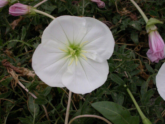 25 Oenothera acaulis Seeds, Evening Primrose Seeds, White Evening Primrose Seeds - Seedsforgarden (1999-2024 ) .We Ship Seeds & Live Plants Worldwide 