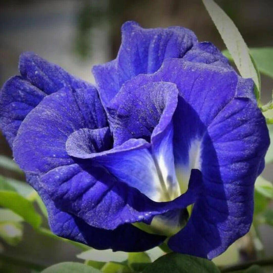 25 Clitoria ternatea Double Petal  Flower Seeds , Butterfly pea Seeds , Blue pea Seed - Seedsforgarden (1999-2024 ) .We Ship Seeds & Live Plants Worldwide 
