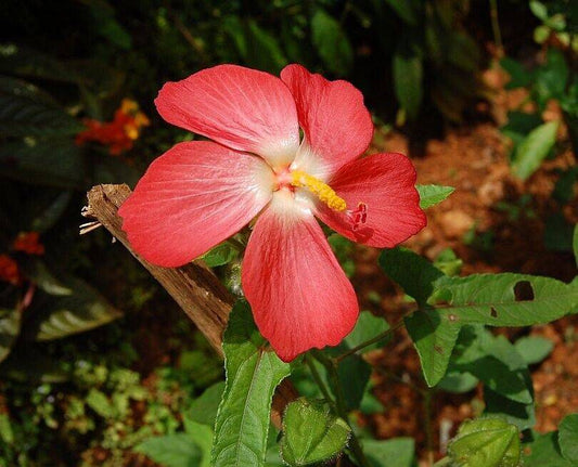 5 Abelmoschus moschatus Pacific Red Seeds, Pacific Red' Musk Mallow Seeds - Seedsforgarden (1999-2024 ) .We Ship Seeds & Live Plants Worldwide 