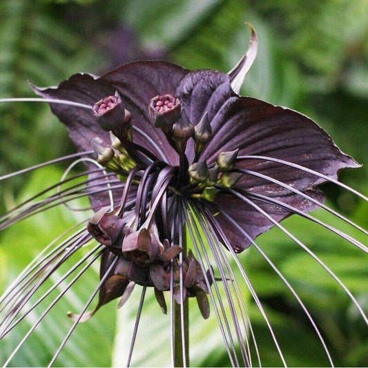 25 Tacca chantrieri Seeds, Bat Flower Seeds , Cat's Whiskers Flower Seeds , - Seedsforgarden (1999-2024 ) .We Ship Seeds & Live Plants Worldwide 