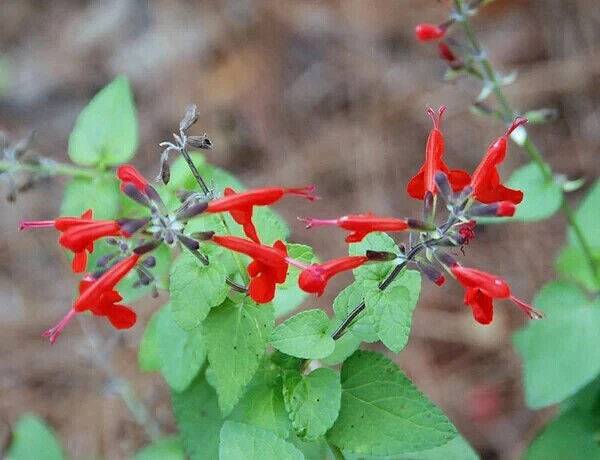 50 Salvia coccinea Seeds, blood sage Seeds , scarlet sage Seeds ,Texas sage Seed - Seedsforgarden (1999-2024 ) .We Ship Seeds & Live Plants Worldwide 