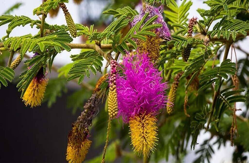 5 Live Prosopis cineraria Plants,Shami Tree Plant , Live Plants With Phytosanitary certificate - Seedsforgarden (1999-2024 ) .We Ship Seeds & Live Plants Worldwide 