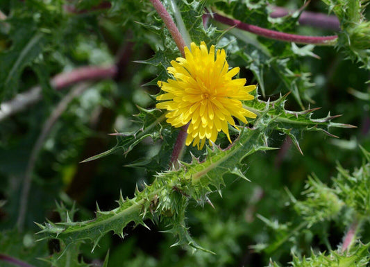 100 Golden thistle Seeds, Spanish oyster thistle Seeds, Scolymus hispanicus Seed - Seedsforgarden (1999-2024 ) .We Ship Seeds & Live Plants Worldwide 