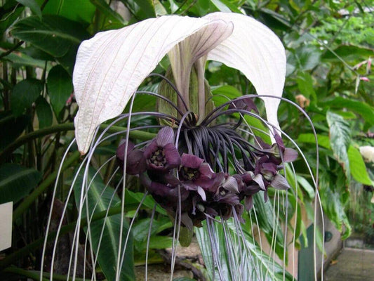 25 Tacca Integrifolia Seeds, White Bat Flower Seeds, Cat's Wiskers  Seeds - Seedsforgarden (1999-2024 ) .We Ship Seeds & Live Plants Worldwide 