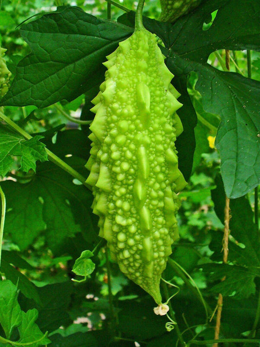 25 Momordica charantia Seeds, Balsam apple Seeds . Bitter gourd. Non- Gmo Seeds - Seedsforgarden (1999-2024 ) .We Ship Seeds & Live Plants Worldwide 